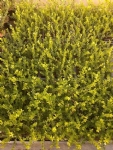 Ilex cren. Green Hedge 